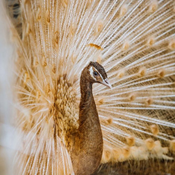 Pavo real: ¿Por qué las plumas tienen ojos?